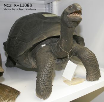 Media type: image; Herpetology R-11088